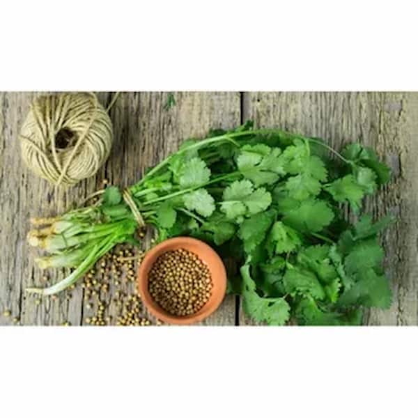 تصویر 4 از قیمت خرید تخم گشنیز ادویه با فروش عمده